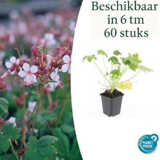 6 bis 60 Stück Storchschnabel / Geranium macrorrhizum Spessart, Zartrosa bis Weiß, Starker Bodendecker - ↕10-25cm - Ø9cm