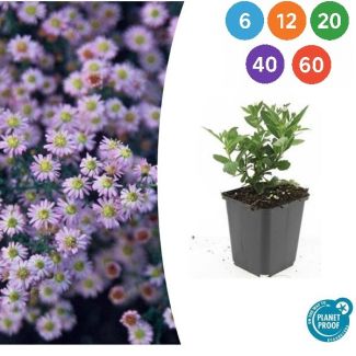 Langblühende Herbstaster | Aster ageratoides 'Stardust' ↕10–25 cm – Ø9cm