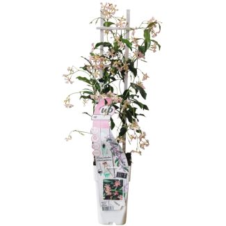 Trachelospermum Star of Ibiza – roze Toscaanse jasmijn in pot Ø15cm