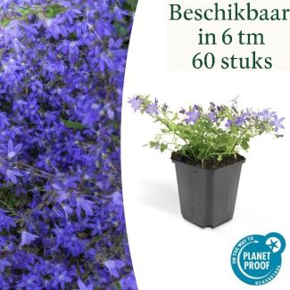 Campanula poscharskyana 'Stella' – Blauwe klokjesbloem voor border en bodembedekking – Ø9 cm – 10-25 cm hoog (set van 6 t/m 60 stuks)