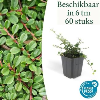 6 bis 60 Stück Zwergmispeln / Cotoneaster pro 'Streibs Findling', Vielseitiger Bodendecker - ↕10-25cm - Ø9cm