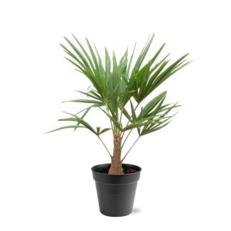 Chinesische Windmühlenpalme (Trachycarpus), etwa 90 cm hoch