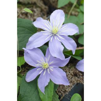 Close-up van een lila Clematis bloem