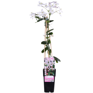 2 Stück Clematis armandii Apple Blossom - Immergrüne Kletterpflanze mit hellrosa Blüten
