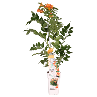 Campsis 'Indian Summer' – Trompetplant met oranje bloemen in pot Ø15cm