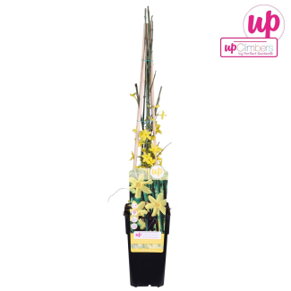 Jasminum nudiflorum ↨65cm in Ø15cm pot