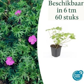 6 bis 60 Stück Storchschnabel / Geranium 'Tiny Monster', rosa Blüten mit dunklen Adern - ↕10-25cm - Ø9cm