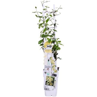 Trachelospermum Star of Toscana met zachtgele bloemen in pot