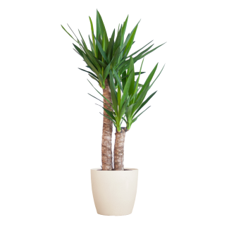 Duurzame Yucca kamerplant in witte biopot Viber