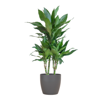 Dracaena Janet Lindt met Viber grijs - 95cm - Ø21