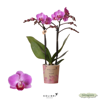 Schöne Schmetterlingsorchidee Mineral Wien, Farbe Lila/Rosa, Geschenkidee, Topfgröße Ø9cm, blühende Zimmerpflanze
