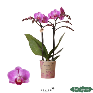 Schöne Schmetterlingsorchidee Mineral Wien, Farbe Lila/Rosa, Geschenkidee, Topfgröße Ø9cm, blühende Zimmerpflanze