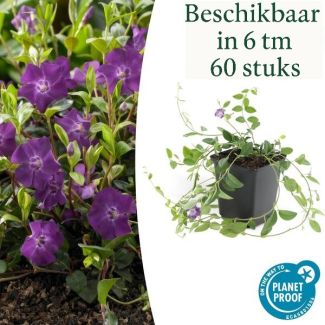 6 bis 60 x kleine Immergrün / Vinca minor Atropurpurea, kräftiger Bodendecker mit lila Blüten