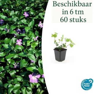 6 bis 60 Stück Große Maiglöckchen / Vinca major, Zierliches grünes Blatt, Lila Blüten - ↕10-25cm - Ø9cm