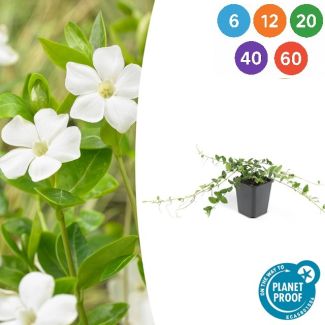60 Stück Kleines Immergrün / Vinca minor Alba, Sterbloomende Weiße Blumen, Wintergrün, - ↕10-25cm - Ø9cm