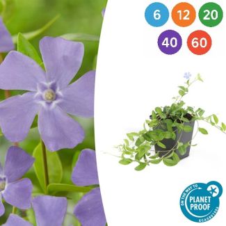 6 bis 60 Stück kleine Immergrün / Vinca minor, Blaue Blumen - ↕10-25cm - Ø9cm