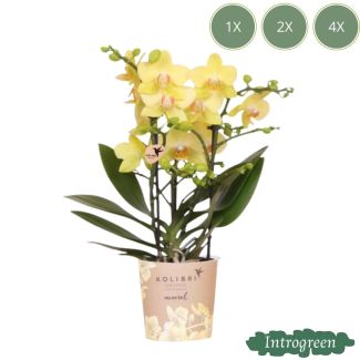 Schmetterlingsorchidee Blossom Albenga