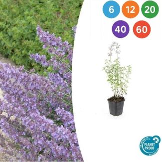 6 bis 60 Stück Nepeta 'Walker's Low' (Katzenminze) – duftende Staude für Bienen, Schmetterlinge und Katzen