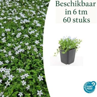 6 bis 60 Stück Weiße Sternenkraut, Bodendecker, Isotoma fluviatilis Alba - ↕10-25cm - Ø9cm