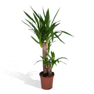 Yucca elephantipes - ca. 40 bis 85 cm hohe Zimmer- und Dekorationspflanze Ø14/17 cm