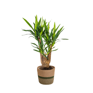 Yucca Elephantipes Vertakt met mand ca. 65 cm hoog