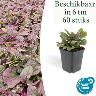 6 bis 60 x kriechendes Immergrün Burgundy Glow - Kriechender Günsel - ↕10-25cm - Ø9cm - ideale Bodendecker