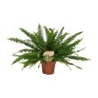 Krulvaren – Nephrolepis Green Lady – Luchtzuiverend – Halfschaduw – ca. 40cm hoog