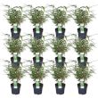 Set van 12 Fargesia rufa planten