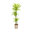 luchtzuiverende-dracaena-lemon-lime