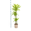 dracaena-lemon-lime-130-150cm