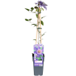 Clematis 'Multi Blue' klimplant in verpakking