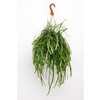 De Boliviaanse hangcactus