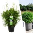Fargesia Moontears Boobux bamboe in pot Ø29 cm – hoogte 70 cm