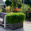 Niet-woekerende bamboe – ideaal voor tuin of balkon