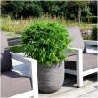Niet-woekerende bamboe – ideaal voor tuin