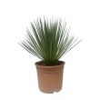 Yucca buitenplant