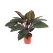 Philodendron Red Beauty