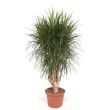 Dracaena vertikal XXL