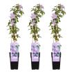 Set van 3 Clematis Justa planten geleverd
