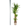 afmeting Yucca Elephantipes in pot Ø27 cm hoogte 150–170 cm