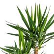 bovenkant Palmlelie Yucca Vertakt