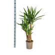 Grote Yucca Elephantipes Vertakt 80–100 cm