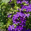 Clematis 'The President' klimt sierlijk langs een pergola in een zonovergoten tuin