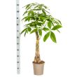 Pachira 110 cm
