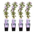 Set van 4 Clematis Justa planten geleverd