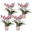Set van 4 bloeiende Phalaenopsis orchideeën