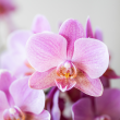 Detail van multiflora Phalaenopsis bloemen