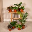 Mix van groene kamerplanten uit de verrassingsbox