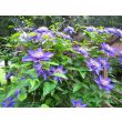Prachtige dubbele bloemen van Clematis Multi Blue in de tuin