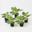 5x Kunst-Philodendron Birkin - 20 cm